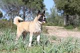 AKITA AMERICAIN 055